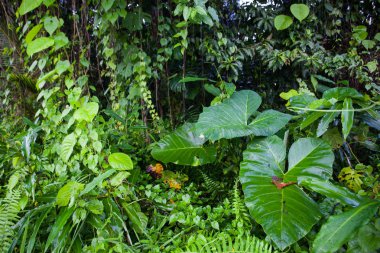 Orman yeşil yaz arka plan egzotik sesleri bırakır.