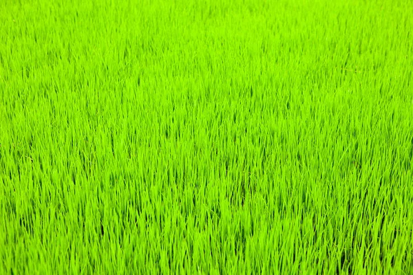 De jonge scheuten van rijst in een veld — Stockfoto