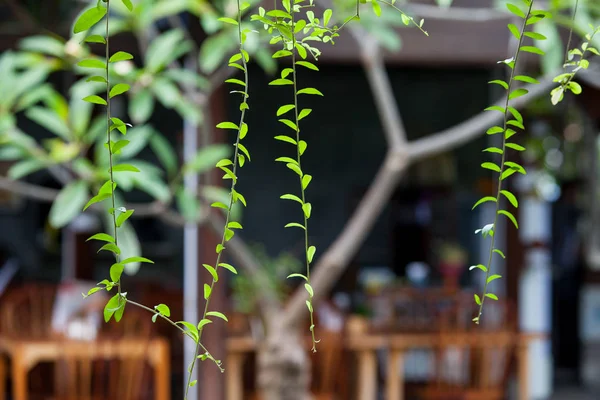 Hanging plants with young leaves amid the courtyard