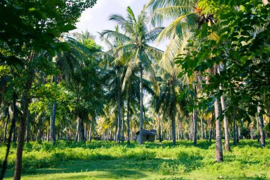 Palmiye orman tropik ve eski çürük ahır