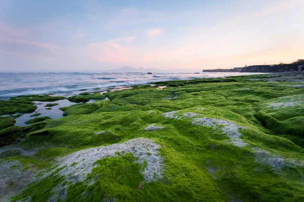 Costa rochosa coberta de algas verdes no início da manhã com vista para a montanha — Fotografia de Stock