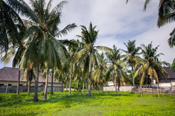 Zona de juegos - campo de fútbol entre palmeras en los trópicos — Foto de Stock
