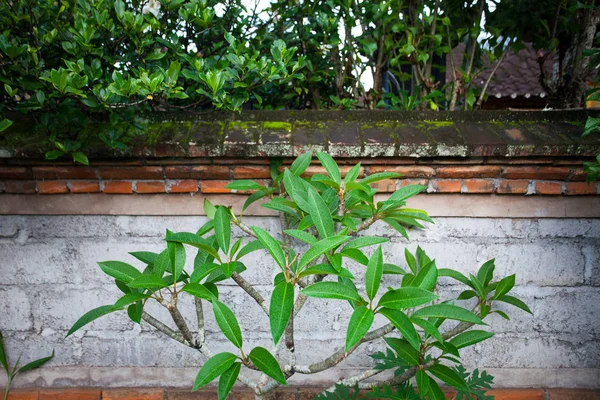 Φύλλα πράσινο δέντρο εναντίον ενός φράχτη τούβλο — Φωτογραφία Αρχείου