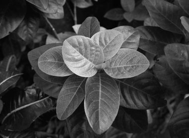 Orman siyah-beyaz renkli yaz bırakır