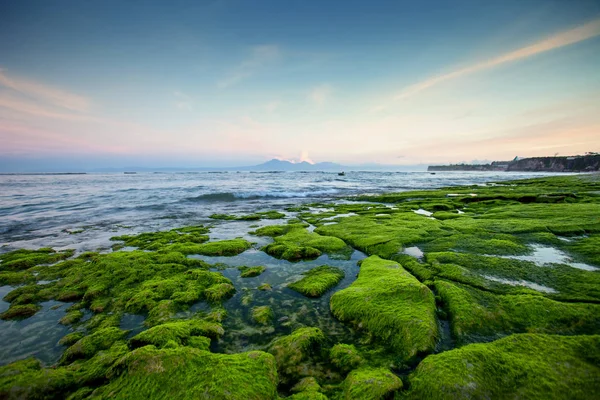 Costa rochosa coberta de algas verdes no início da manhã com vista para a montanha — Fotografia de Stock
