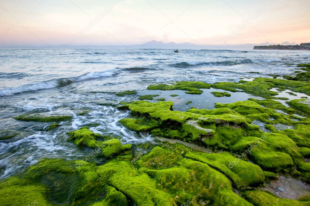 Rocky shore covered with green algae in the early morning with mountain views