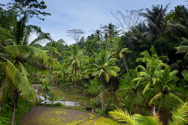 Рисовое поле на ферме в джунглях подготовлено к посадке — стоковое фото