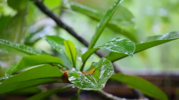 Regentropfen tropfen auf ein tropisches Blatt — Stockvideo