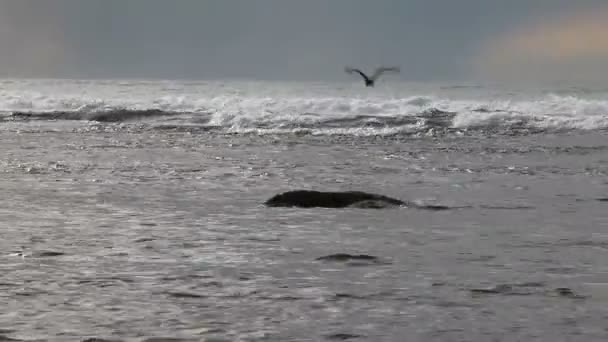 Black bird egret flies against big ocean waves — Stock Video