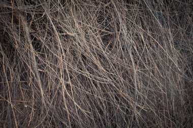 Palm doku saman makro yakın çekim yaşlı yıpranmış
