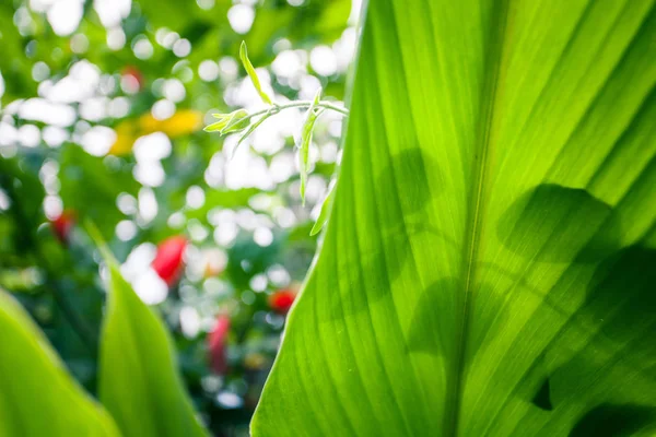 Selva folhas verdes fundo de verão em tons exóticos — Fotografia de Stock