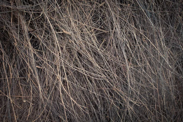 Palm doku saman makro yakın çekim yaşlı yıpranmış