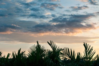 Erken sabah yağmur ormanları