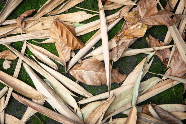 Текстура осіннього фону з висушеного тропічного листя — стокове фото