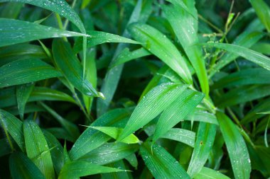 Orman yeşil yaz arka plan egzotik sesleri bırakır.