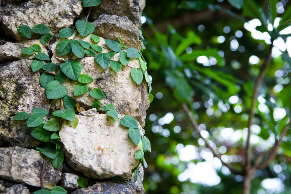 Gamla stenmuren med löv och mossa — Stockfoto