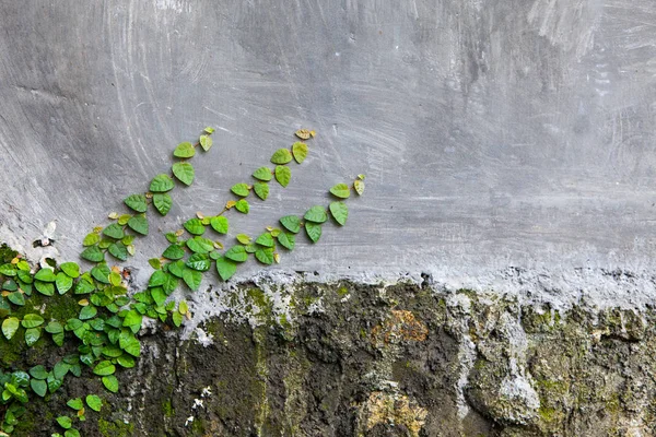 Gamla stenmuren med växter och spricka — Stockfoto