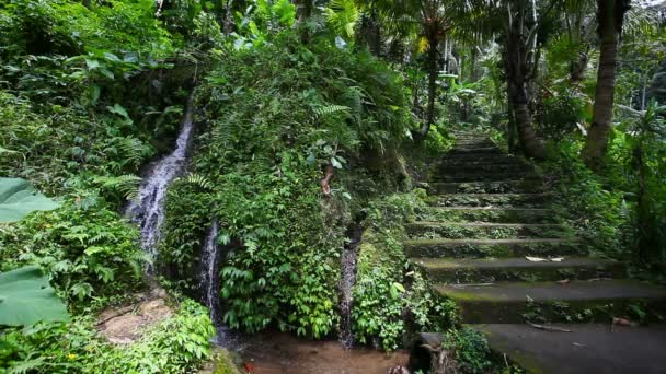 Viejas escaleras de piedra en la selva con una cascada — Vídeos de Stock