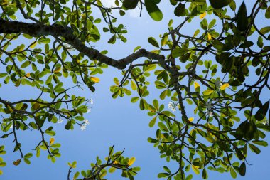 Frangipani ağaç dalları mavi gökyüzü karşı