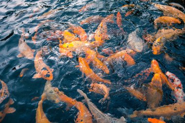 Su birikintisi yakın çekim birçok kırmızı balık