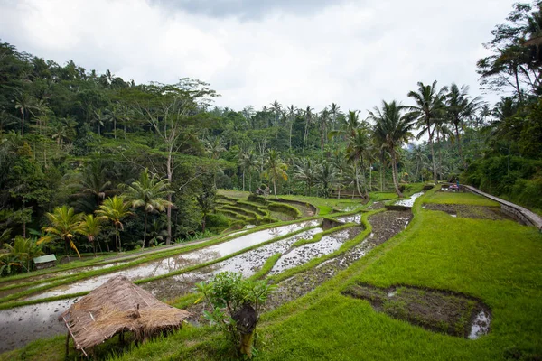 Rice field on the farm in the jungle prepared for landing — Stock Photo, Image