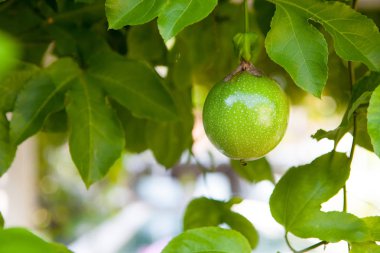 Yeşil meyveler ve mandalina ağacı - açık havada çekim yapraklar