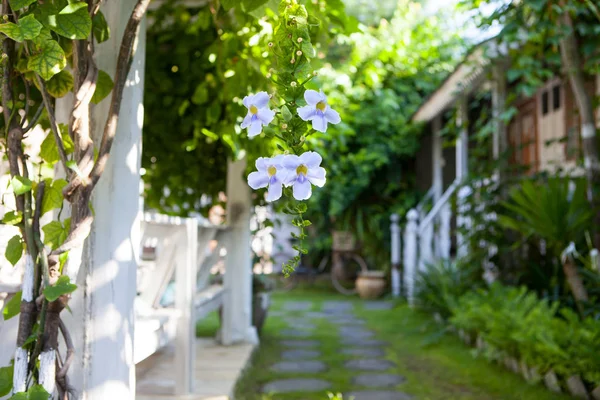 Tropische bloemen op een onscherpe achtergrond van tuin en zomer huis — Stockfoto