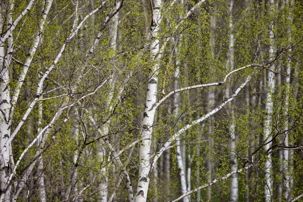 Bříza je na jaře se zelenými listy — Stock fotografie