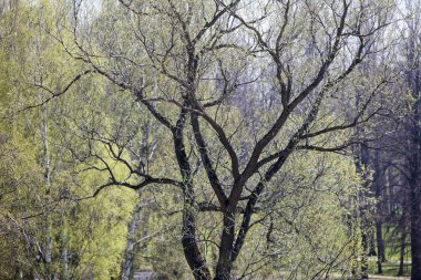 Park ağaç koyu kabuk ve bahar genç yaprakları ile