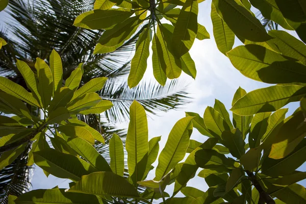 Frangipani ramos de árvore contra um céu azul — Fotografia de Stock