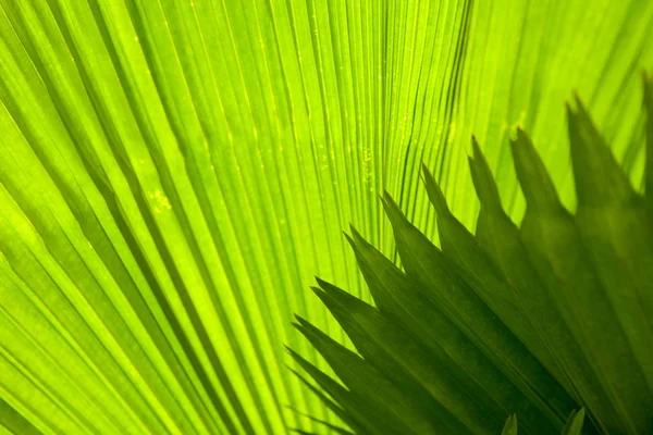 Folha de palma com linhas diagonais close-up — Fotografia de Stock