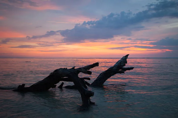 Árvore morta texturizada no mar ao pôr do sol — Fotografia de Stock