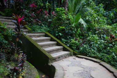 Eski taş merdivenle orman yağmur ormanlarında