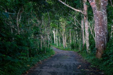 Ormanda düşen yapraklar ile eski yol boş