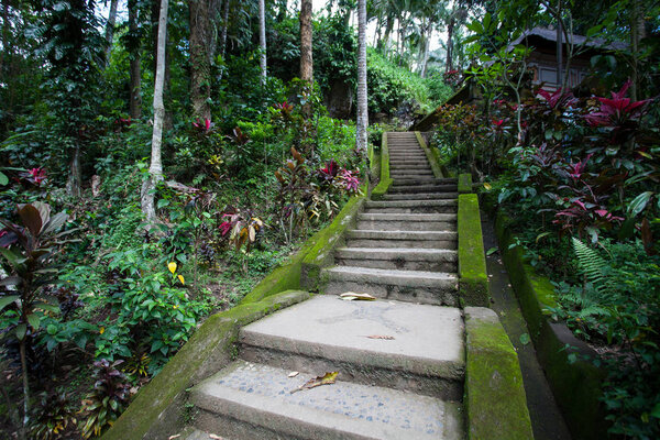 Старая каменная лестница в джунглях тропического леса
