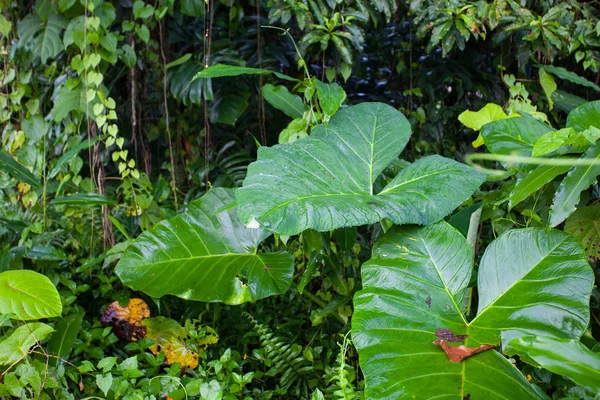 Selva folhas verdes fundo de verão em tons exóticos — Fotografia de Stock