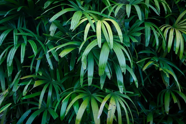 エキゾチックなトーンでジャングルの緑葉の夏の背景 — ストック写真