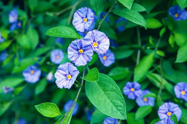 Güzel yere sabah zafer bahçe içinde