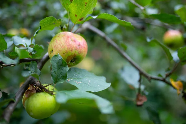 Maduración de manzanas en el jardín del árbol — Foto de Stock