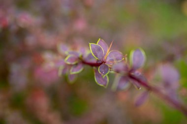 Koyu kestane rengi Berberis thunbergii Coronita 'dan çıkar.