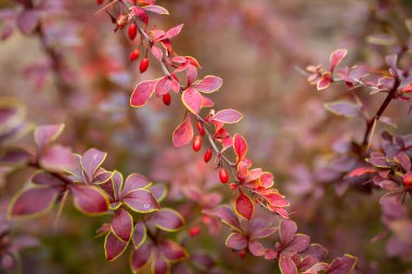 Koyu kestane rengi Berberis thunbergii Coronita 'dan çıkar.