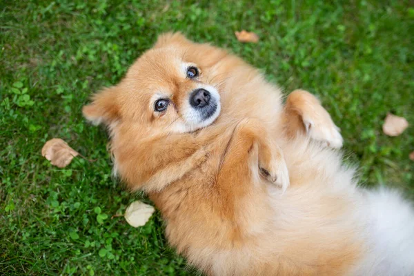 Neşeli köpek çimlerin üzerinde yatan küçük Pomeranya köpeği yetiştirir.
