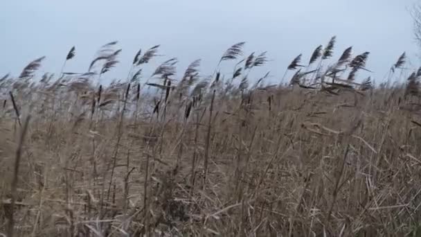 Canne gialle secche oscillano dal vento sul lago in tempo nuvoloso — Video Stock