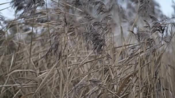 Roseaux jaunes secs balancent du vent sur le lac par temps nuageux