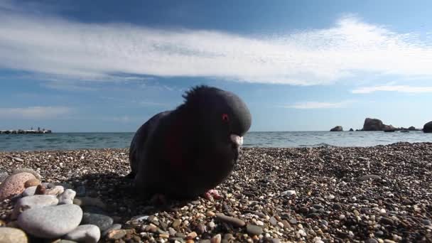 Pigeon pecks seeds on a pebble beach by the sea, feeding birds — Stock Video