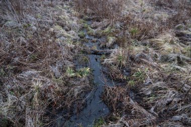 Sonbaharda suyun içinde kurumuş çimenler.