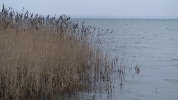 В облачную погоду сухие желтые тростники качаются от ветра на озере — стоковое видео