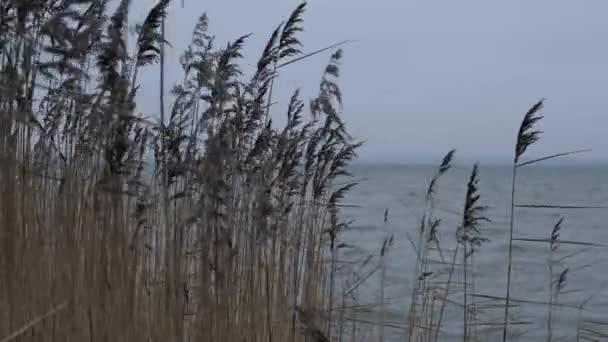 Las cañas amarillas secas oscilan del viento en el lago en tiempo nublado — Vídeo de stock