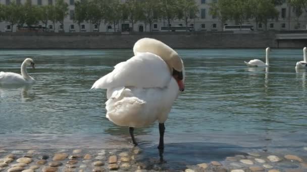 Un cigno bianco su un argine di un fiume di pietra in città sta pulendo le sue piume — Video Stock