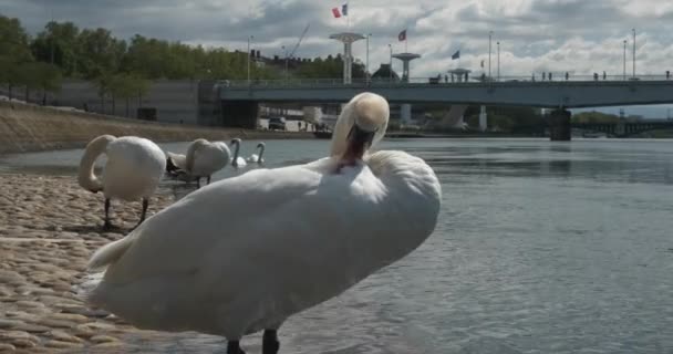 Біла Лебідь на набережній річки в місті очищає своє пір "я. — стокове відео